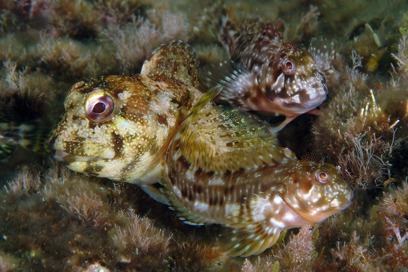 Blennidi